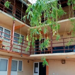 Camere VILA MASY COSTINESTI Costinești Imagine VILA MASY COSTINESTI Costinești