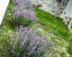 Accommodation Mavboutique Eforie Nord Gallery Mavboutique Eforie Nord