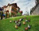 Gallery CUMPATU Sinaia