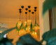 Camere Nature Nest Sohodol Foto Nature Nest Sohodol