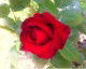 Gallery Red Rose 