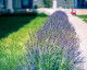 Book Vila THE OLD BORDER Vama Veche Accommodation Vila THE OLD BORDER Vama Veche
